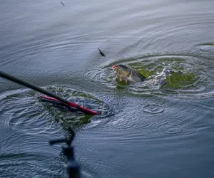 Wiosna na małej komercji – taktyka