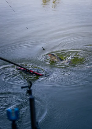 Wiosna na małej komercji – taktyka